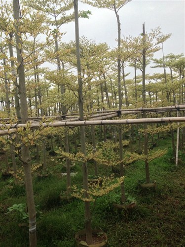 花葉欖仁